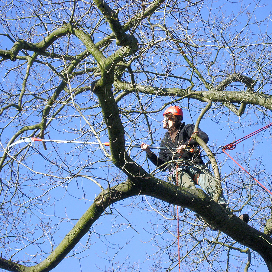 Arboristika